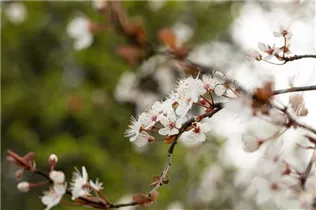  - Prunus cerasifera 'Trailblazer'