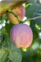  - Prunus domestica 'Avalon'