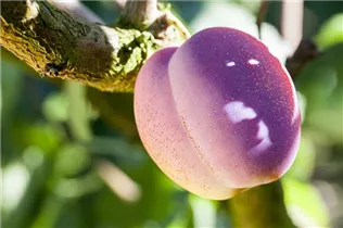  - Prunus domestica 'Avalon'