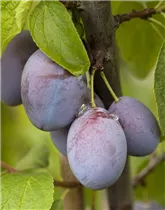  - Prunus domestica subsp. domestica 'Basler Hauszwetschge'