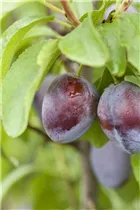  - Prunus domestica subsp. domestica 'Basler Hauszwetschge'