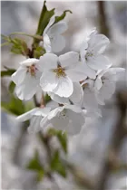  - Prunus fruticosa 'Globosa'