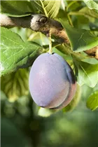  - Prunus domestica subsp. domestica 'Fellenberg'