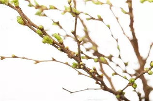  - Prunus glandulosa 'Alba Plena'