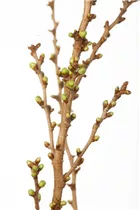  - Prunus glandulosa 'Alba Plena'