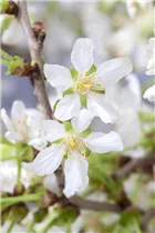 - Prunus incisa 'Kojou-no-mai'