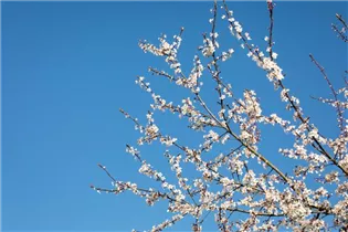  - Prunus incisa