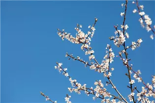 - Prunus incisa