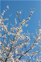  - Prunus incisa