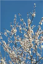  - Prunus incisa
