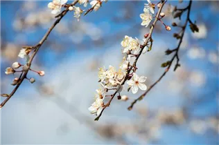  - Prunus incisa