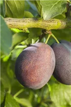  - Prunus domestica subsp. domestica 'Haroma'