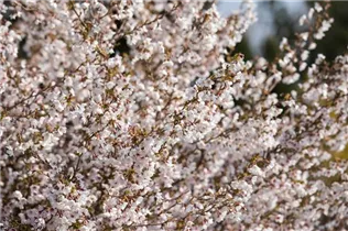  - Prunus incisa 'Kojou-no-mai'