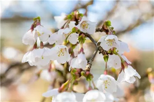  - Prunus incisa 'Kojou-no-mai'