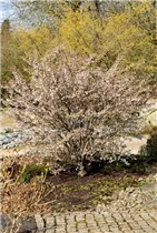  - Prunus incisa 'Kojou-no-mai'