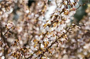  - Prunus incisa 'Kojou-no-mai'