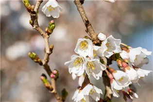  - Prunus incisa 'Kojou-no-mai'