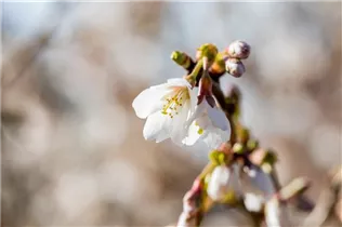  - Prunus incisa 'Kojou-no-mai'