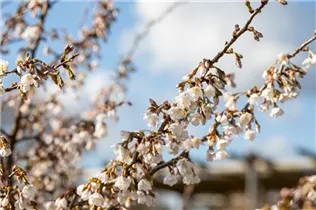  - Prunus incisa 'Kojou-no-mai'