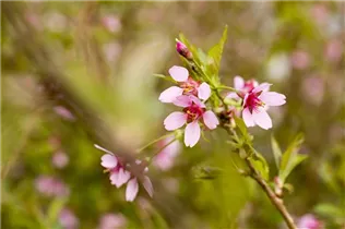  - Prunus incisa 'Paean'