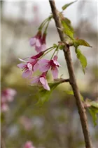  - Prunus incisa 'Paean'