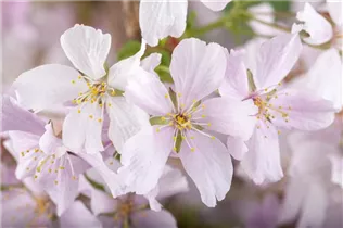  - Prunus kurilensis 'Brillant'