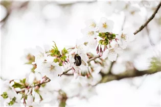  - Prunus kurilensis 'Brillant'