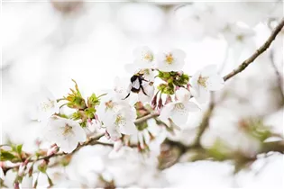  - Prunus kurilensis 'Brillant'