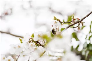  - Prunus kurilensis 'Brillant'