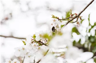  - Prunus kurilensis 'Brillant'