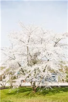  - Prunus kurilensis 'Brillant'