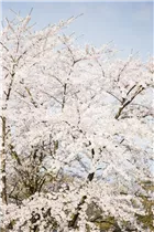  - Prunus kurilensis 'Brillant'