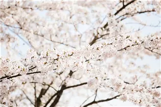  - Prunus kurilensis 'Brillant'