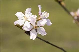  - Prunus kurilensis 'Ruby'
