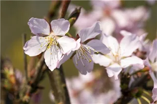  - Prunus kurilensis 'Ruby'