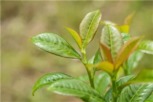  - Prunus laurocerasus 'Ani'