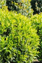  - Prunus laurocerasus 'Caucasica'