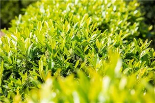  - Prunus laurocerasus 'Caucasica'