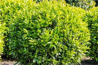  - Prunus laurocerasus 'Caucasica'