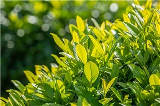  - Prunus laurocerasus 'Caucasica'