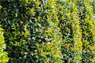  - Prunus laurocerasus 'Etna'®