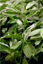  - Prunus laurocerasus 'Genolia'®