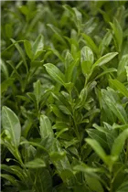 - Prunus laurocerasus 'Herbergii'  - Prunus laurocerasus 'Herbergii'