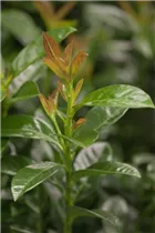  - Prunus laurocerasus 'Kleopatra'®