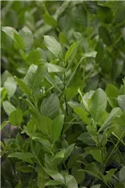  - Prunus laurocerasus 'Mano'