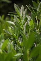  - Prunus laurocerasus 'Otto Luyken'