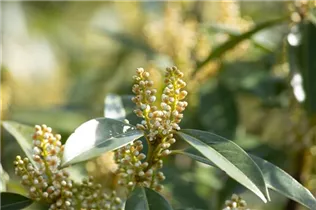  - Prunus laurocerasus 'Otto Luyken'