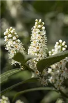  - Prunus laurocerasus 'Piranha'®