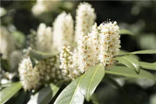  - Prunus laurocerasus 'Piranha'®