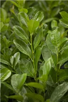  - Prunus laurocerasus 'Rotundifolia'